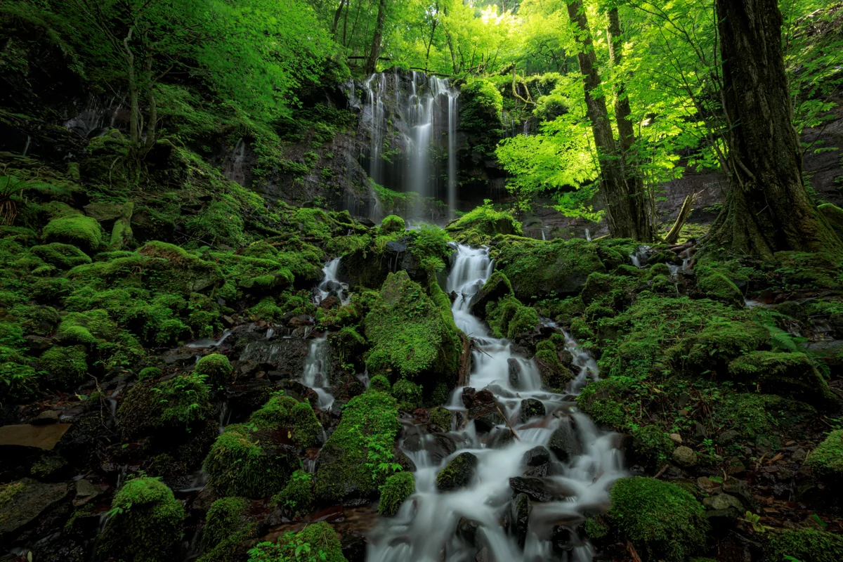 投稿写真：カツラの森の滝