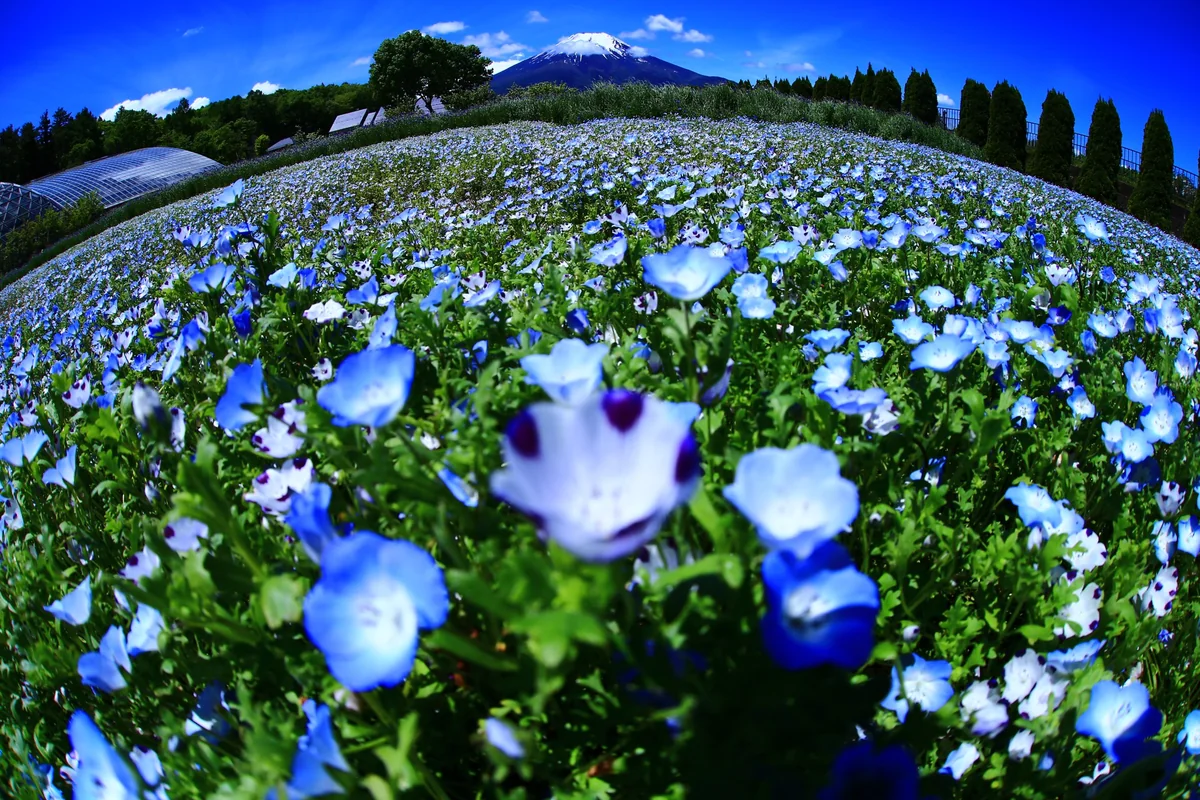 投稿写真：花の都🌸
