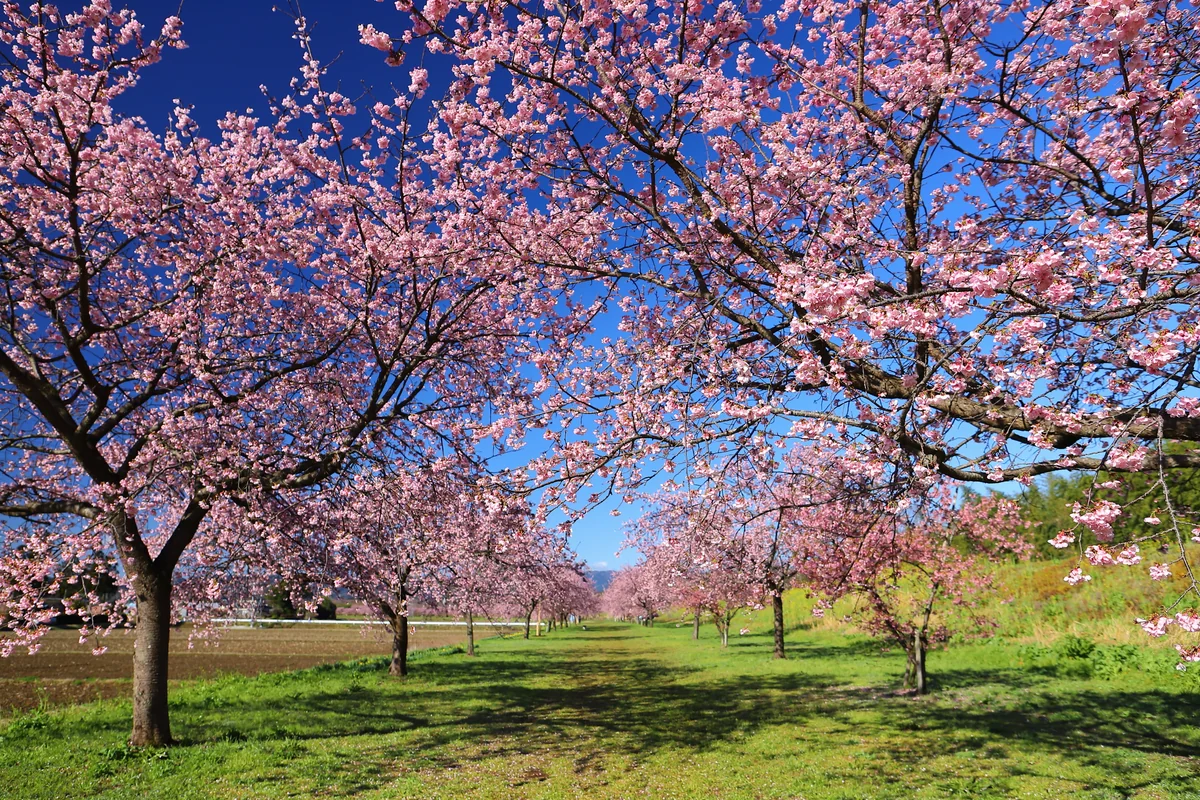 投稿写真：北浅羽桜堤　安行寒桜