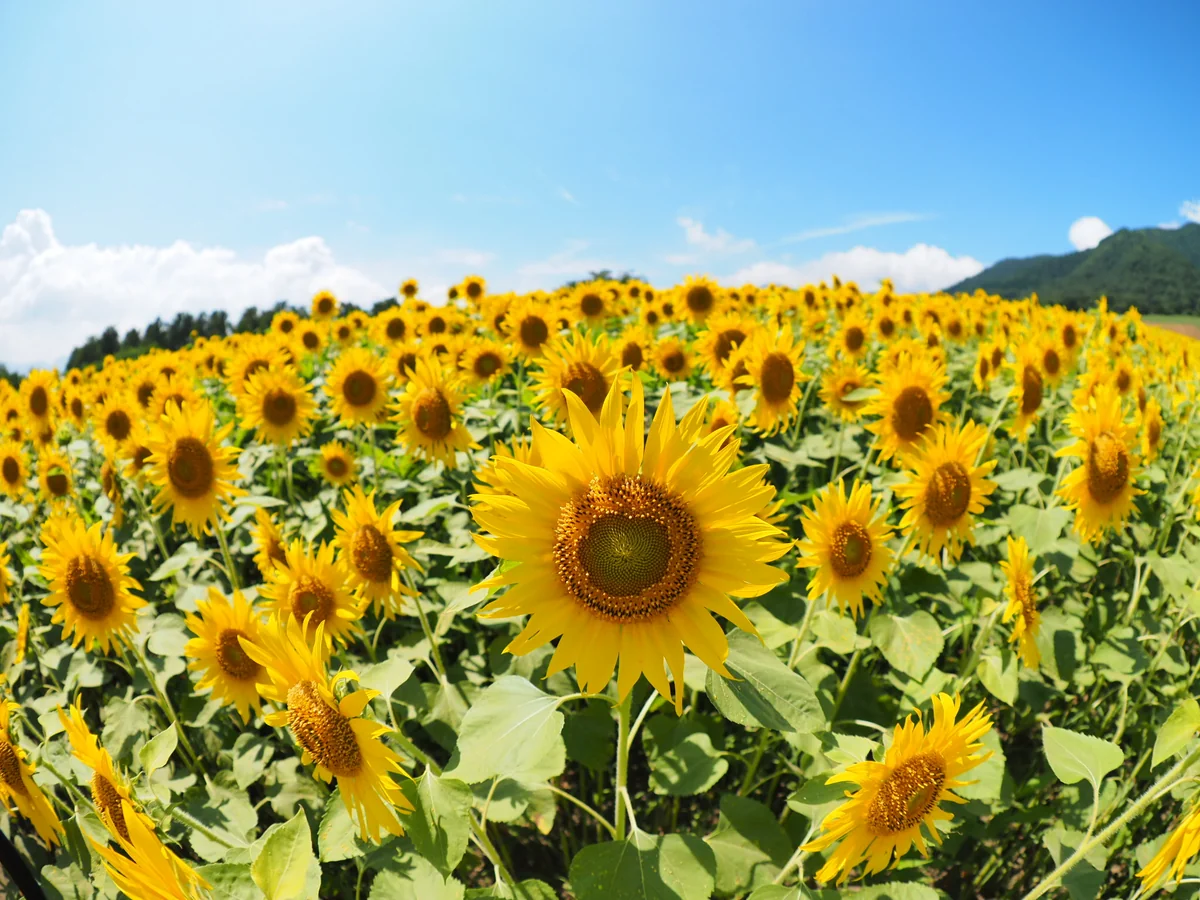 投稿写真：ひまわり畑
