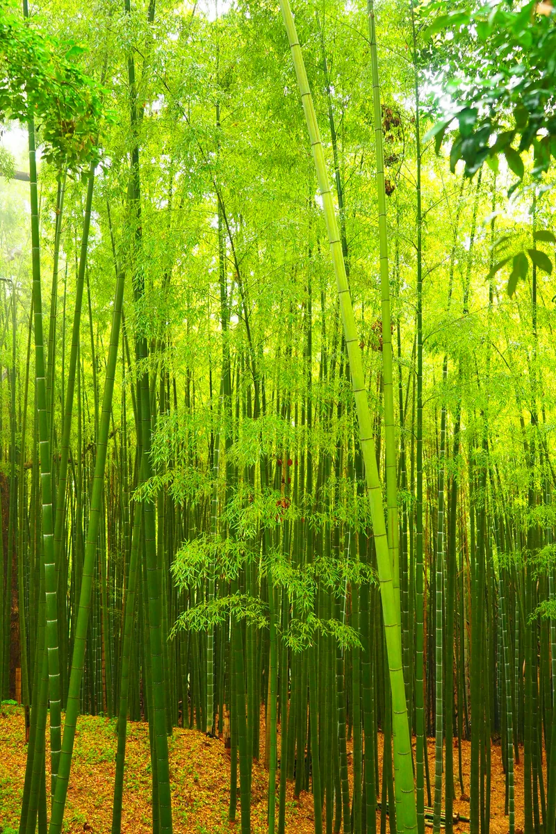 投稿写真：雨の中の竹林