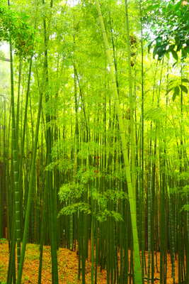  | 絶景事典