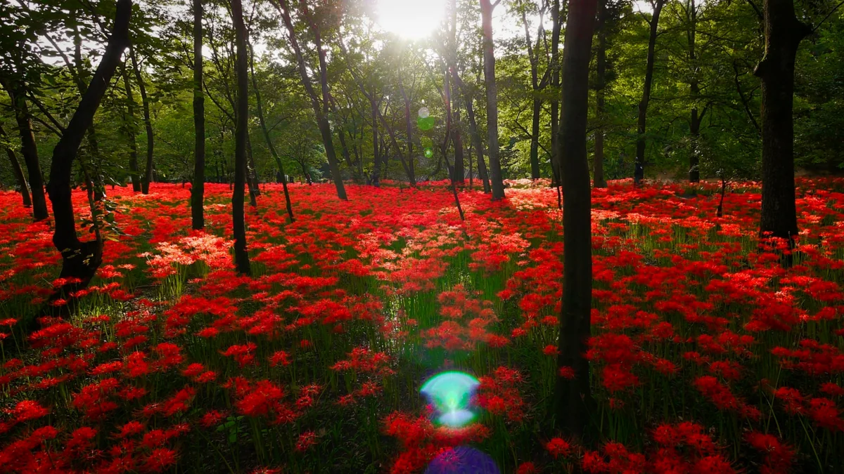 投稿写真：曼珠沙華の群生に射し込む朝陽