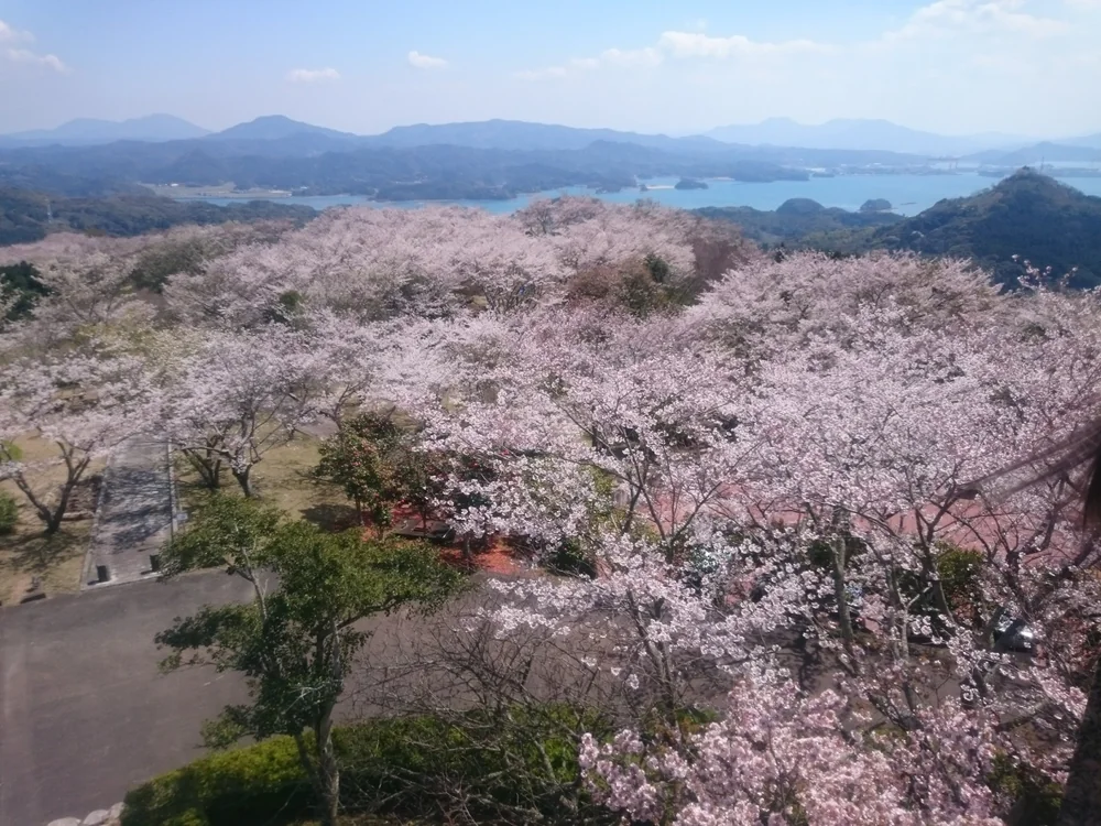 投稿写真：桜の絨毯