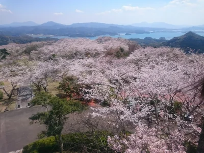 投稿：桜の絨毯