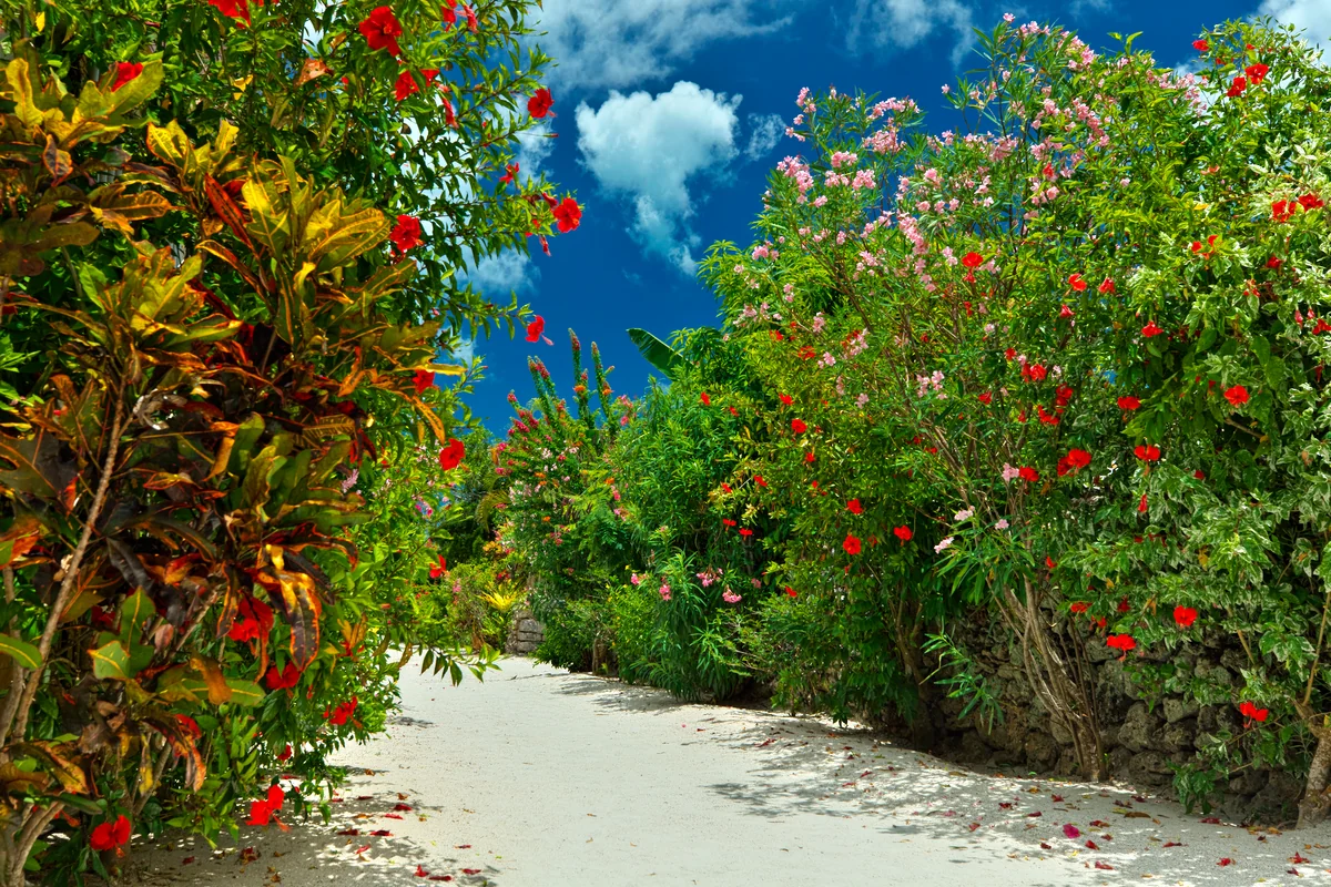 投稿写真：百花繚乱