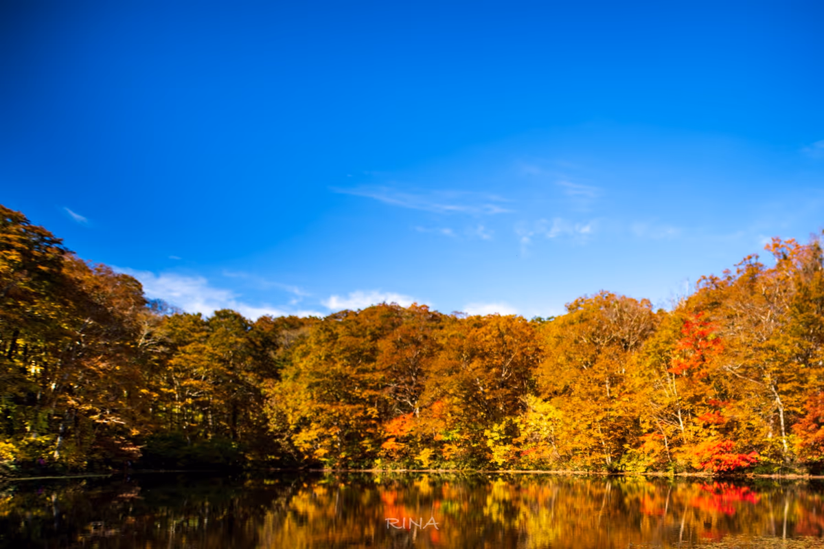 投稿写真：紅葉