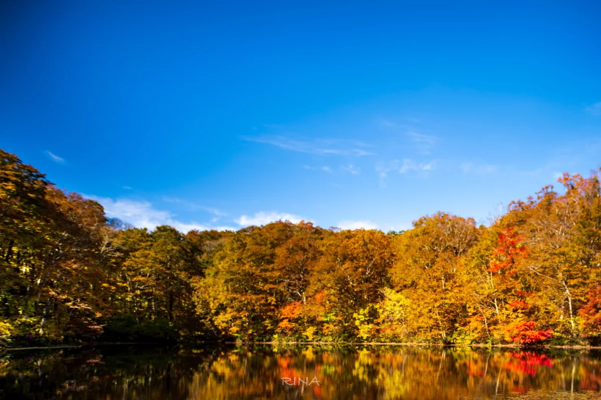 投稿写真：紅葉