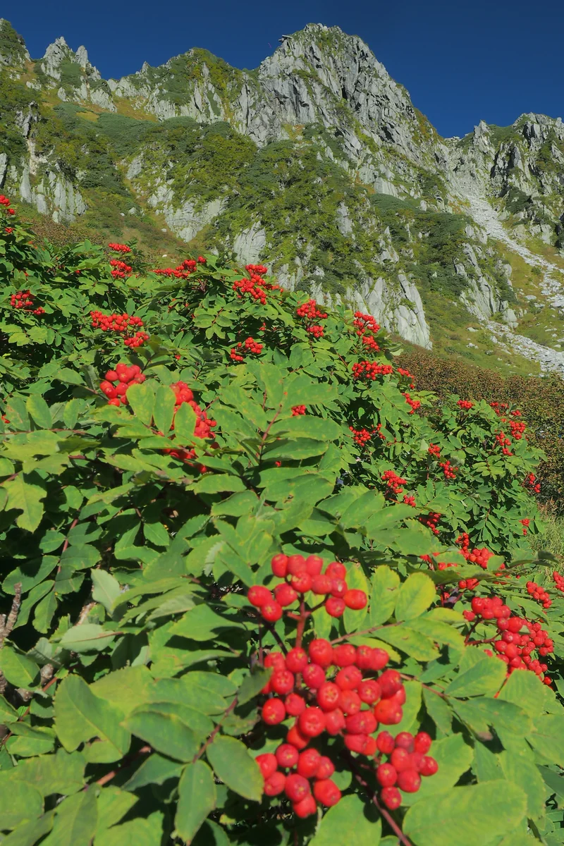 投稿写真：千畳敷カール　ナナカマド