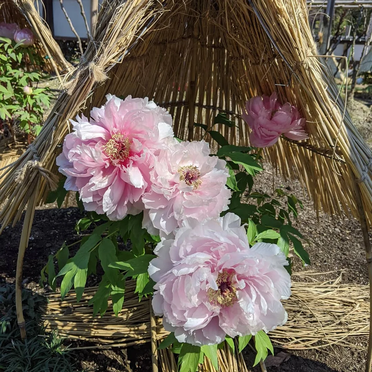 投稿写真：上野恩賜公園　ぼたん園