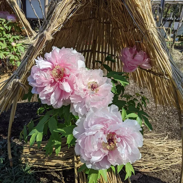 投稿：上野恩賜公園　ぼたん園