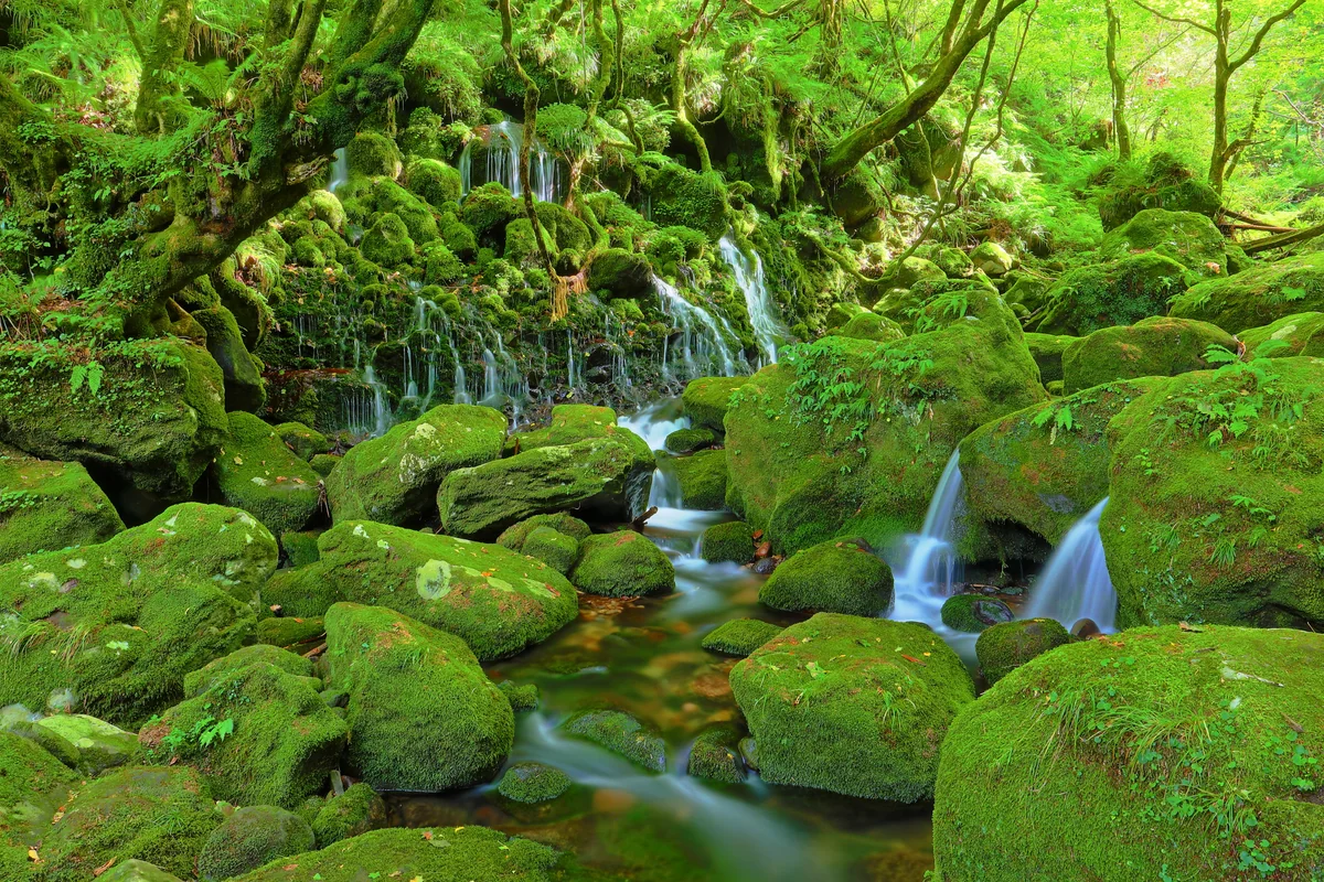 投稿写真：苔に包まれる元滝伏流水