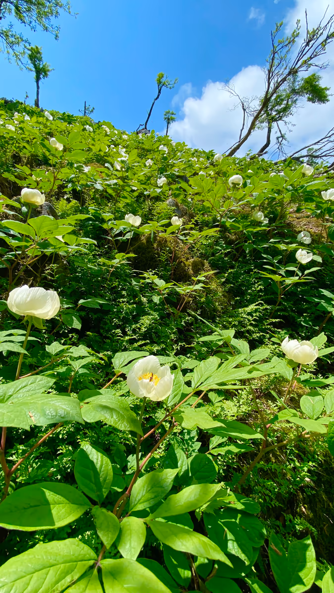 投稿写真：秘密の花園