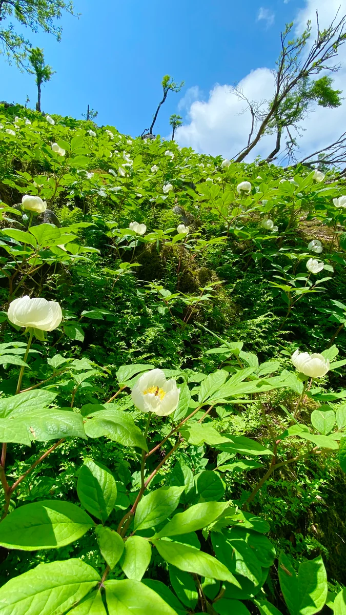 投稿写真：秘密の花園