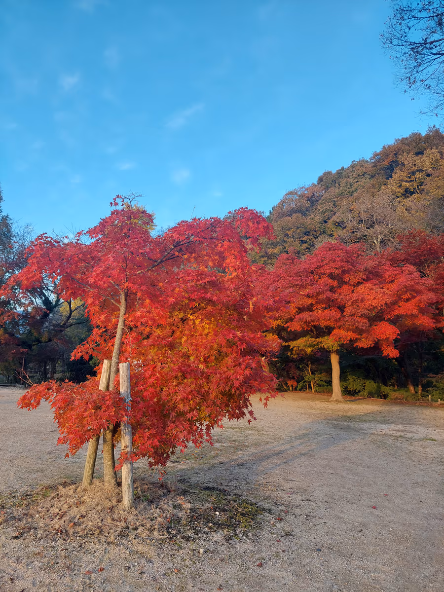 投稿写真：三島池　紅葉と青空