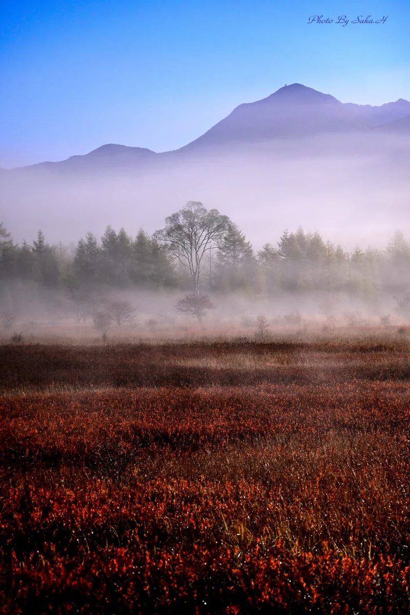投稿写真：貴婦人