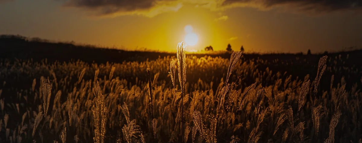 投稿写真：曽爾高原