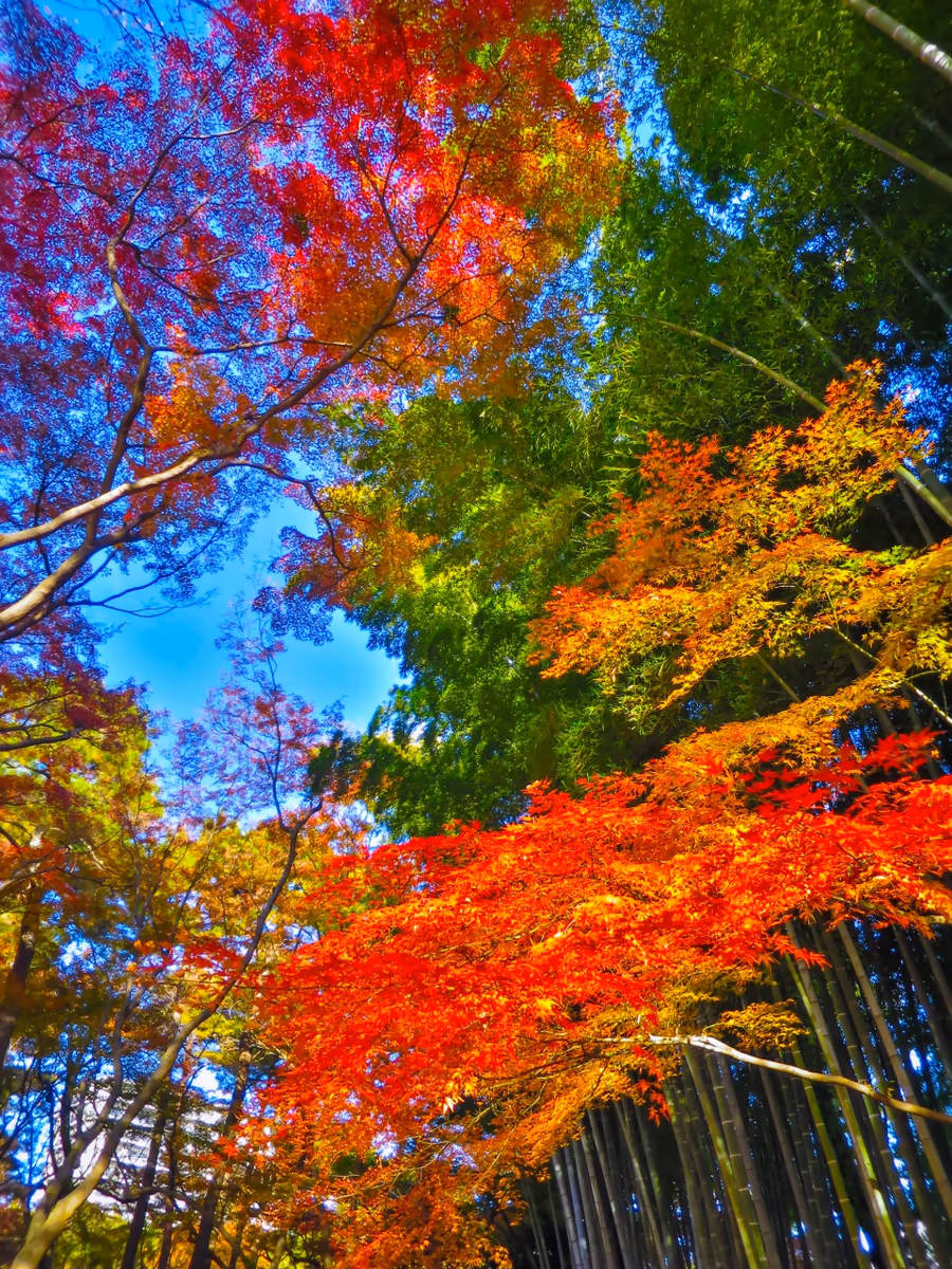 投稿写真：青空に映える竹林の緑と紅葉