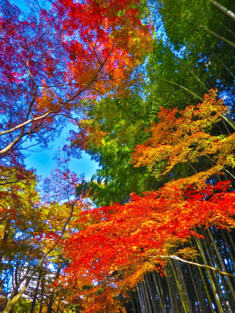 投稿写真：青空に映える竹林の緑と紅葉