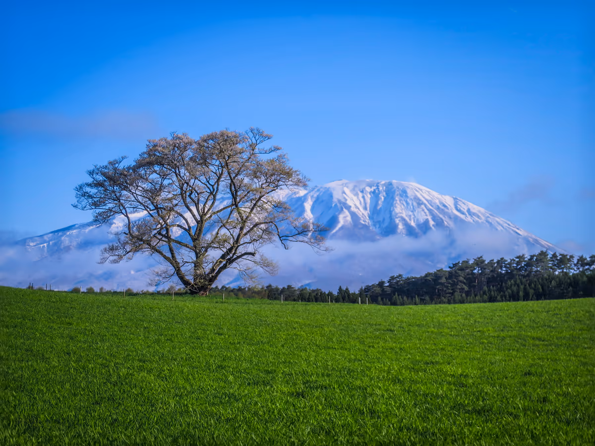 投稿写真：小岩井農場の一本桜と新雪の岩手山