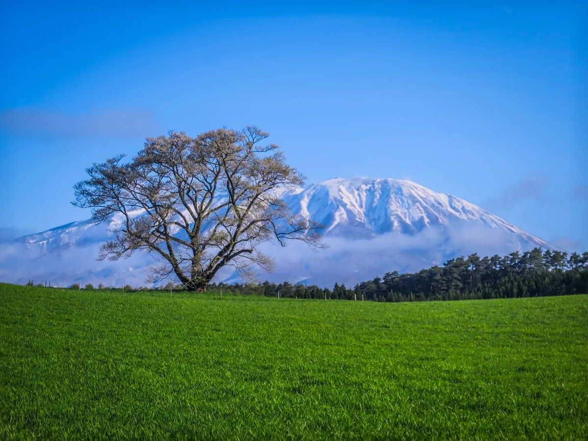 投稿写真：小岩井農場の一本桜と新雪の岩手山