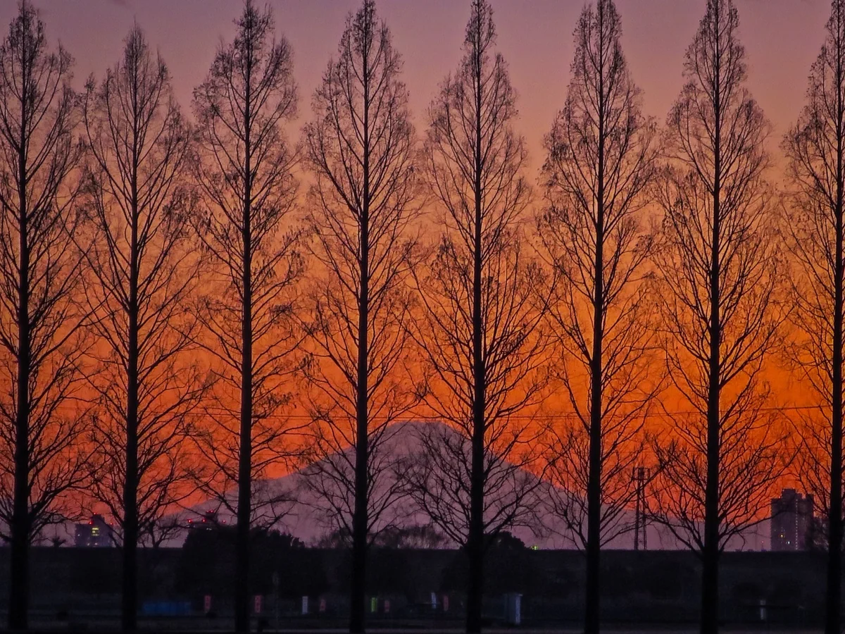 投稿写真：メタセコイア越しのマジックアワーの富士山