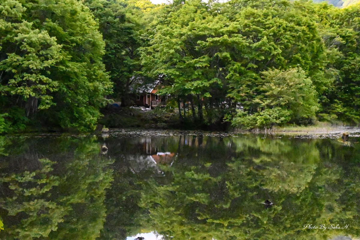投稿写真：新緑の曲沢沼