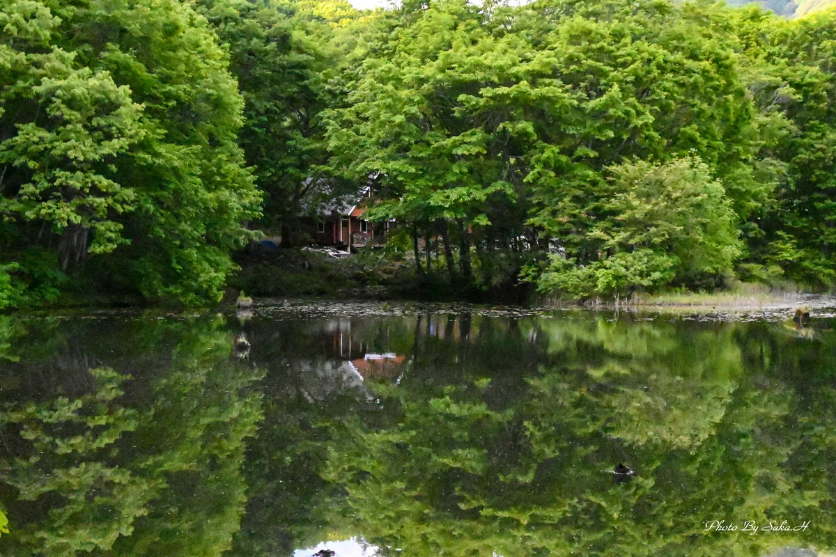 投稿写真：新緑の曲沢沼