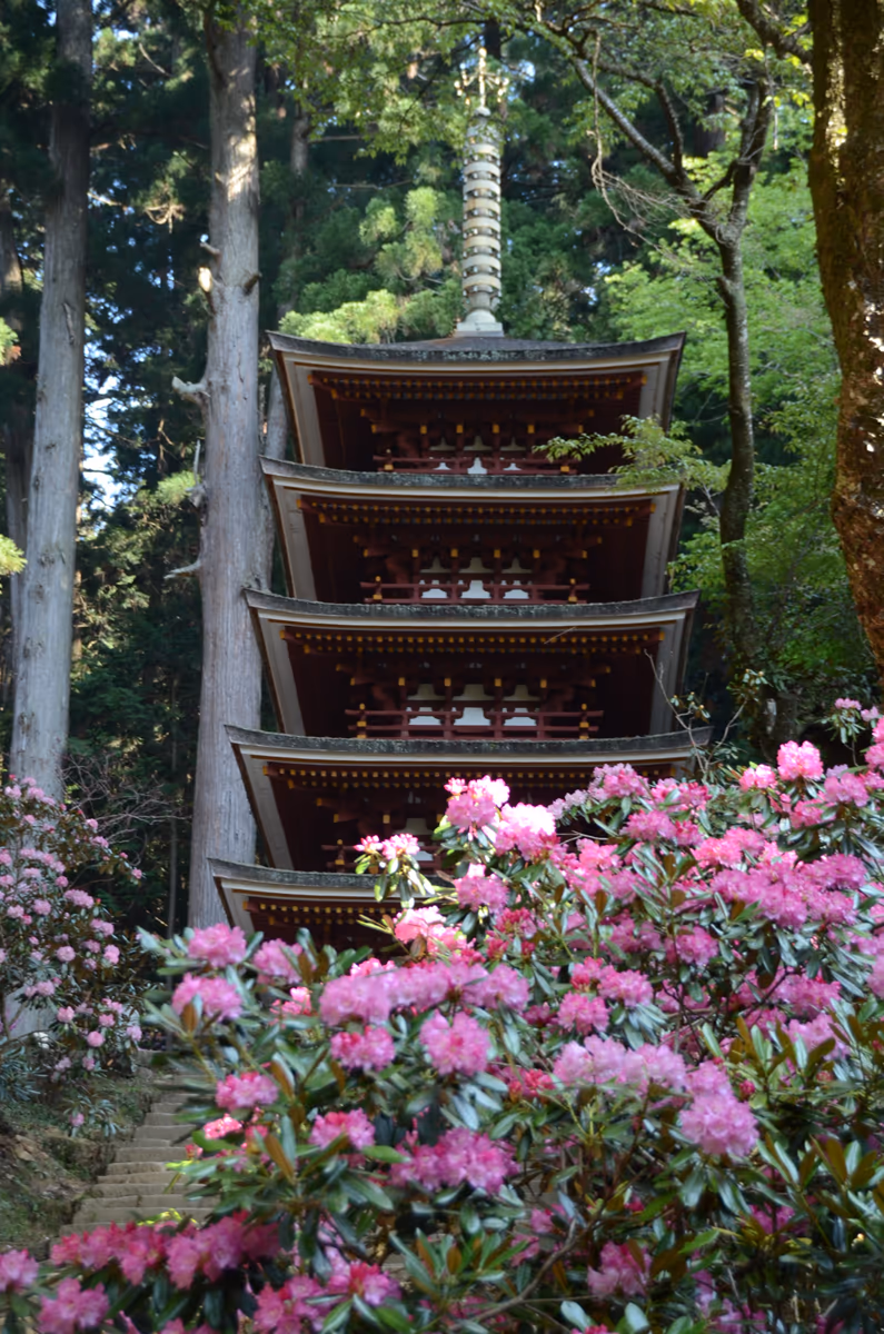 投稿写真：室生寺　石楠花と五重塔