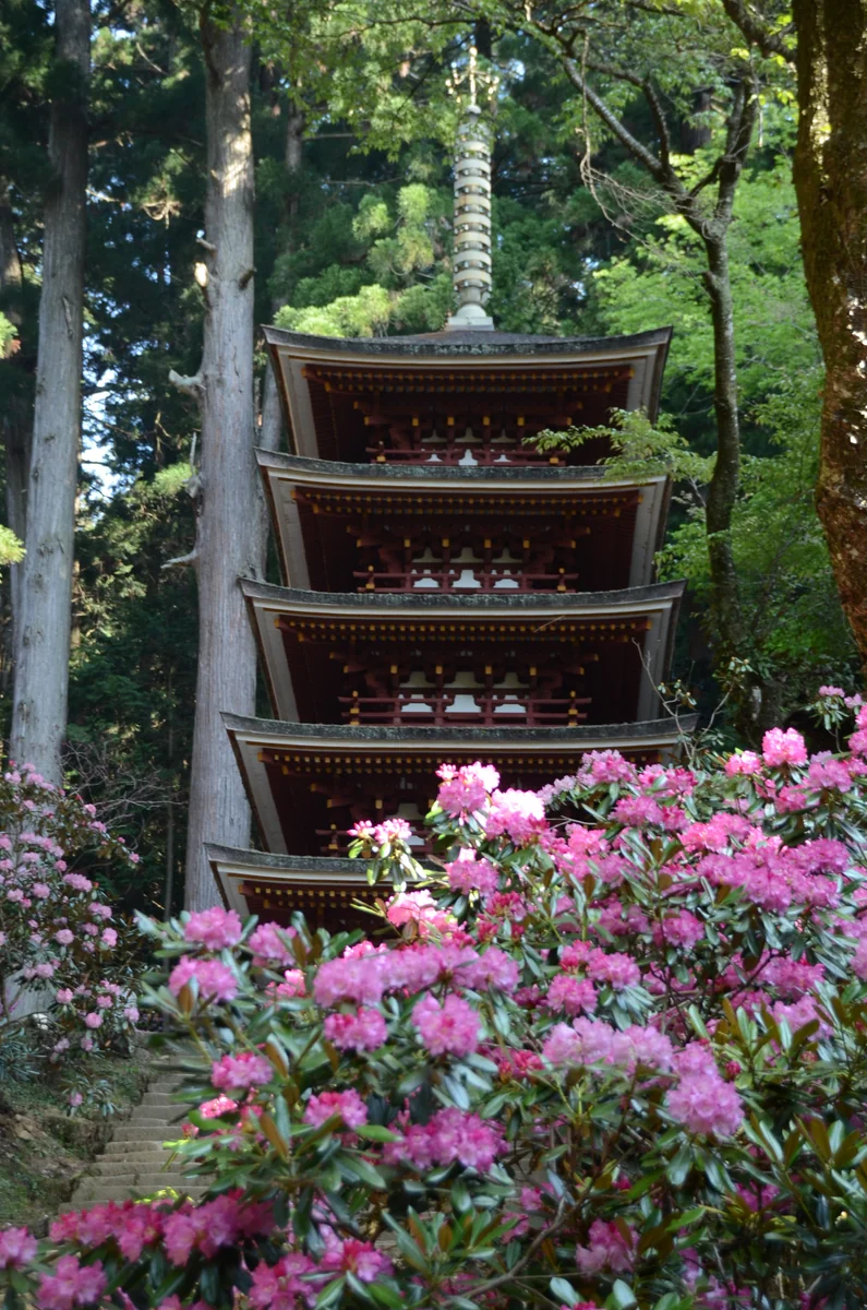 投稿写真：室生寺　石楠花と五重塔