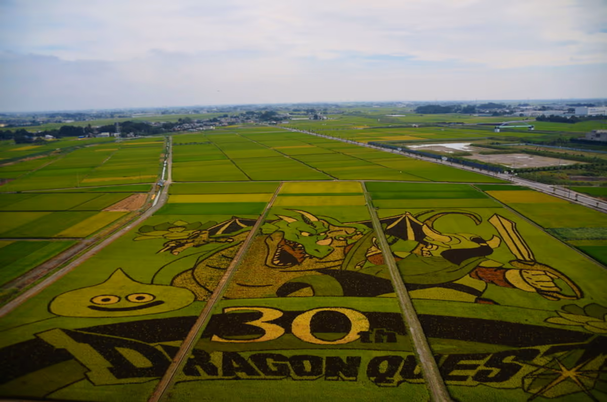 投稿写真：田んぼアート