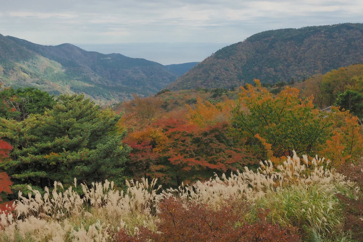 投稿写真：箱根早雲山紅葉