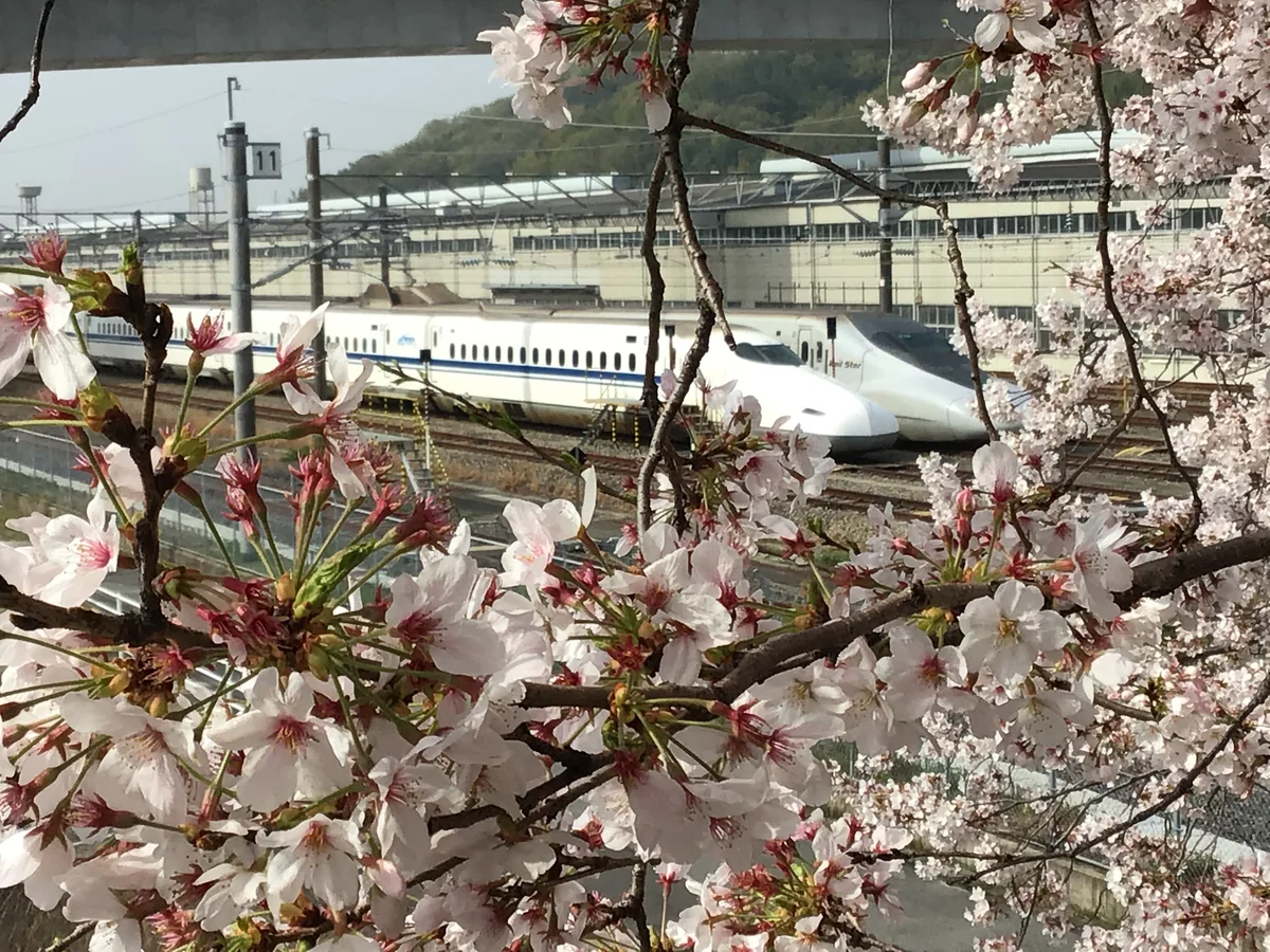 投稿写真：新幹線と桜
