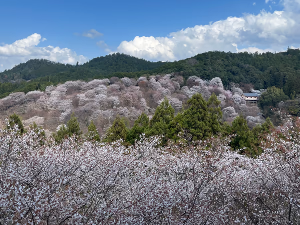 投稿：吉野の千本桜