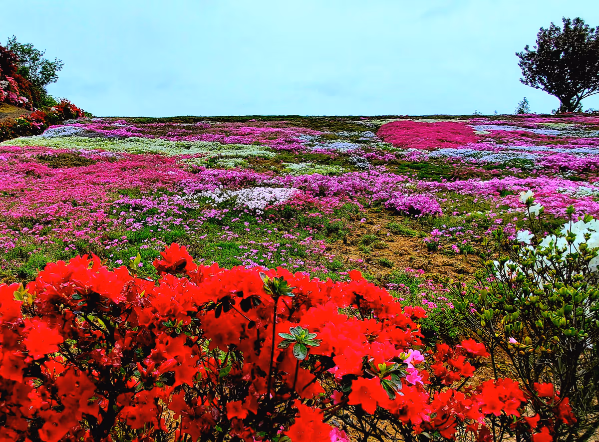投稿写真：芝桜とつつじ