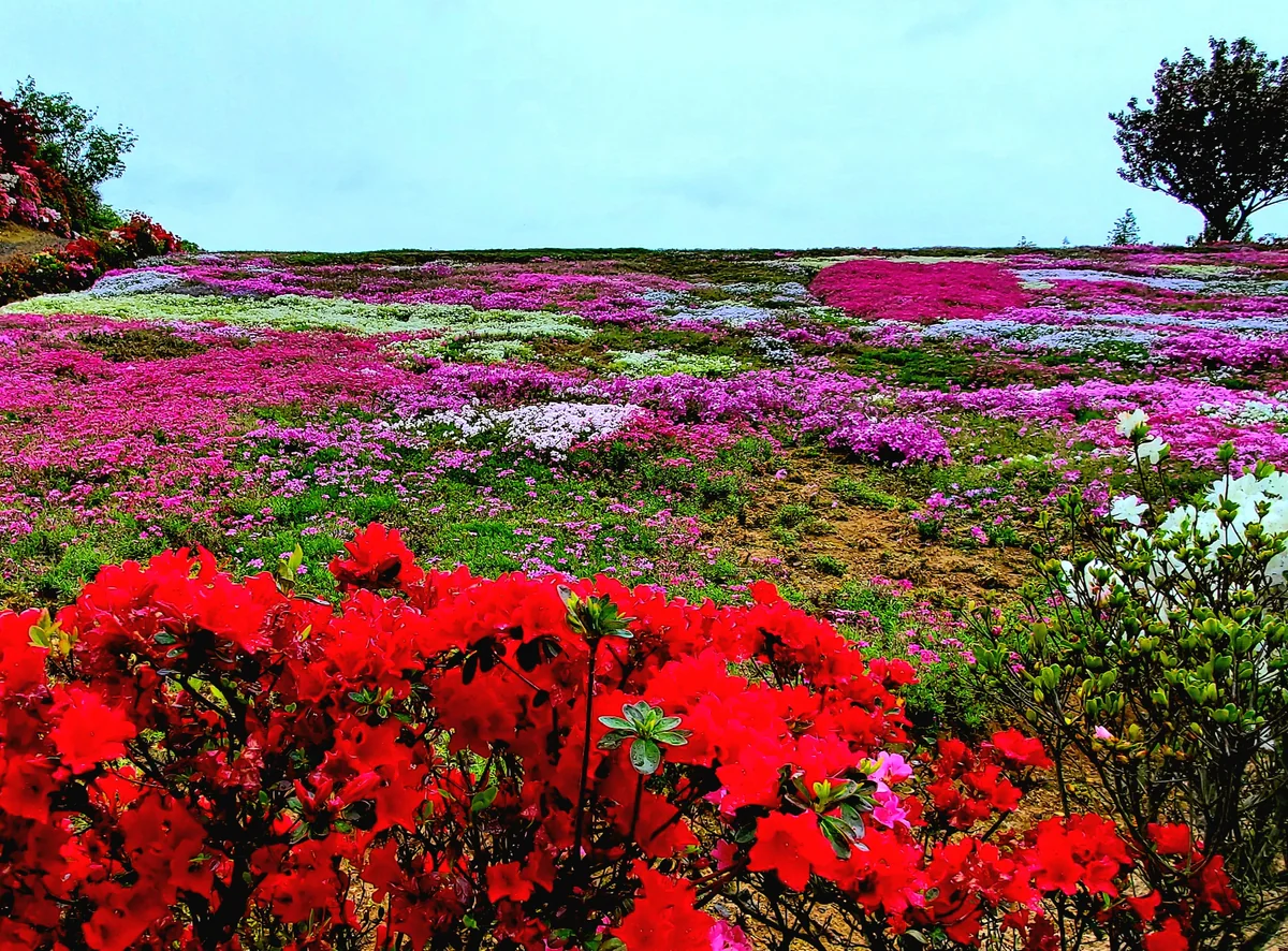 投稿写真：芝桜とつつじ