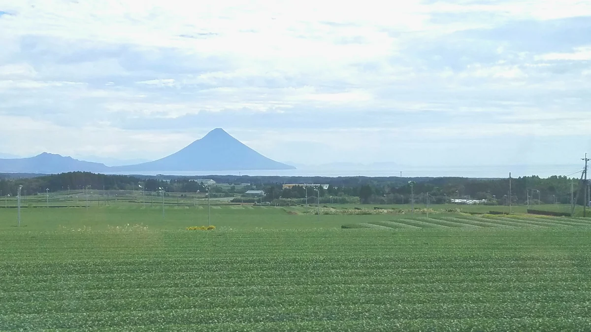 投稿写真：茶畑と開聞岳