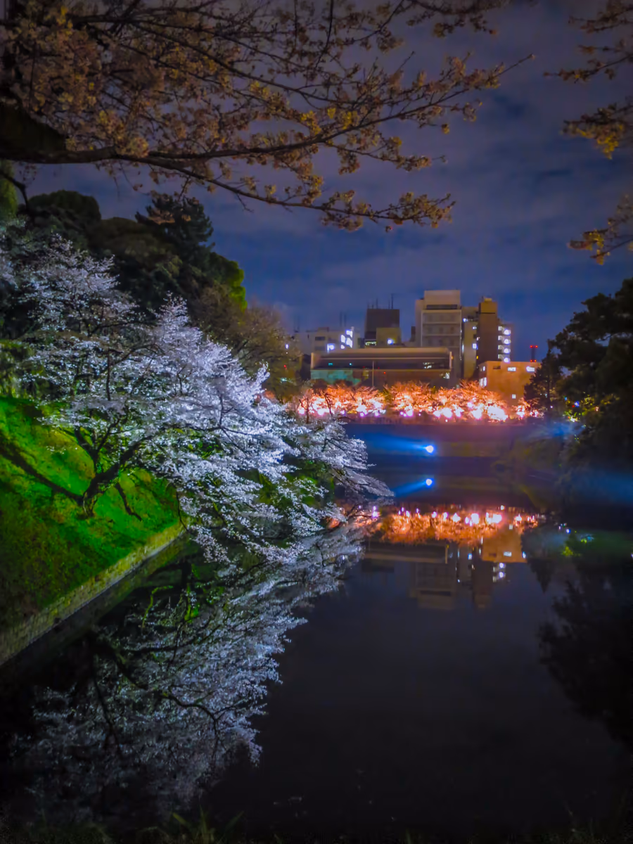 投稿写真：夜桜リフレクション