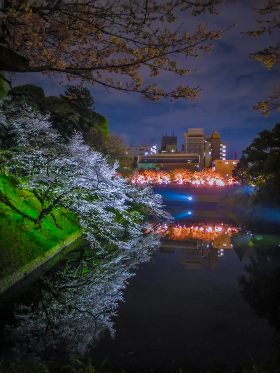 投稿写真：夜桜リフレクション