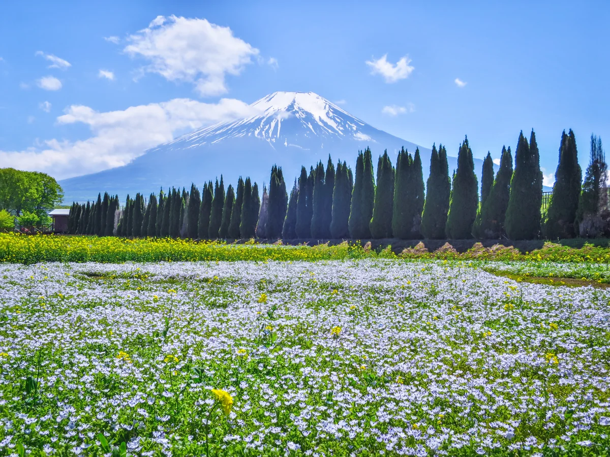 投稿写真：白いネモフィラと菜の花と富士山