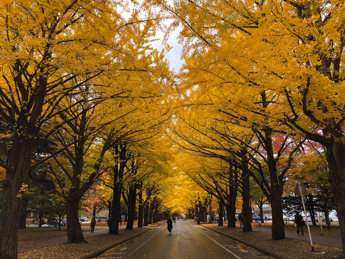 投稿写真：北海道大学銀杏並木