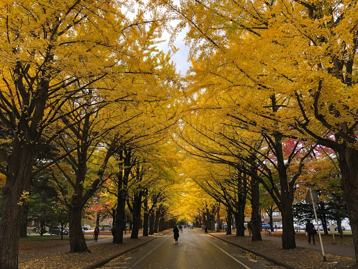 投稿写真：北海道大学銀杏並木