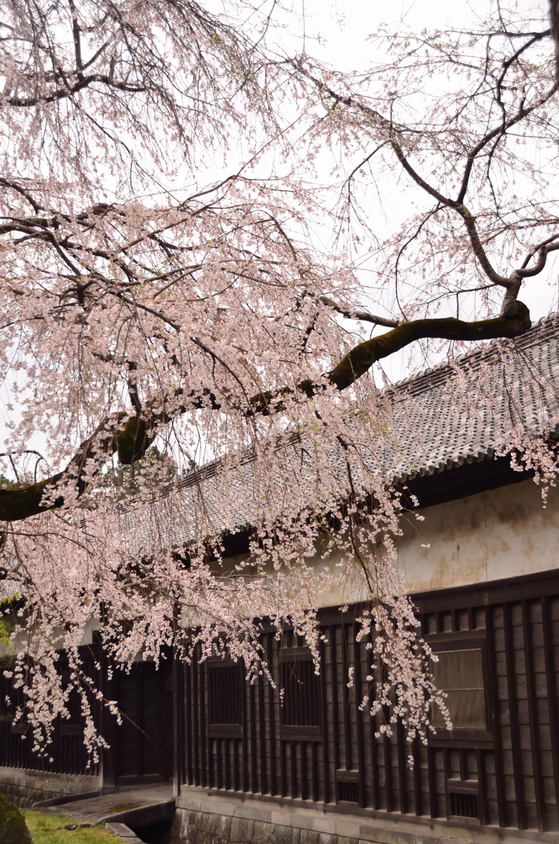 投稿写真：江戸城　門長屋としだれ桜