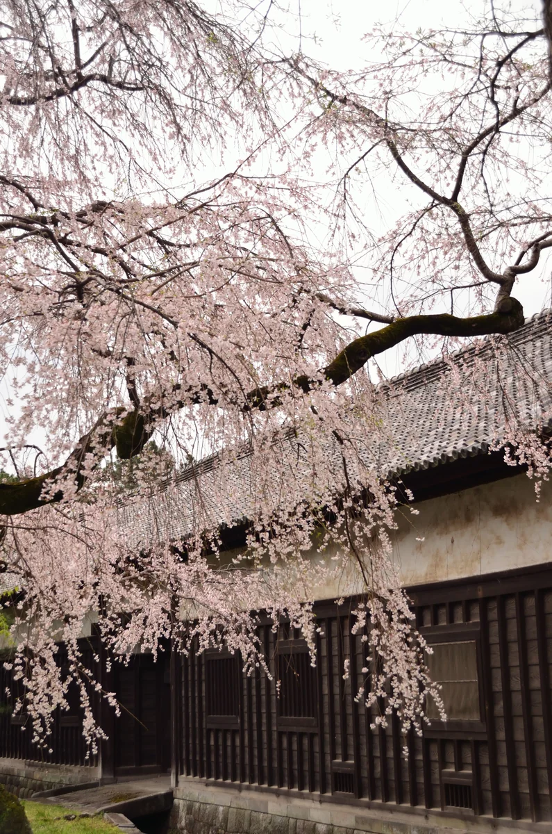 投稿写真：江戸城　門長屋としだれ桜
