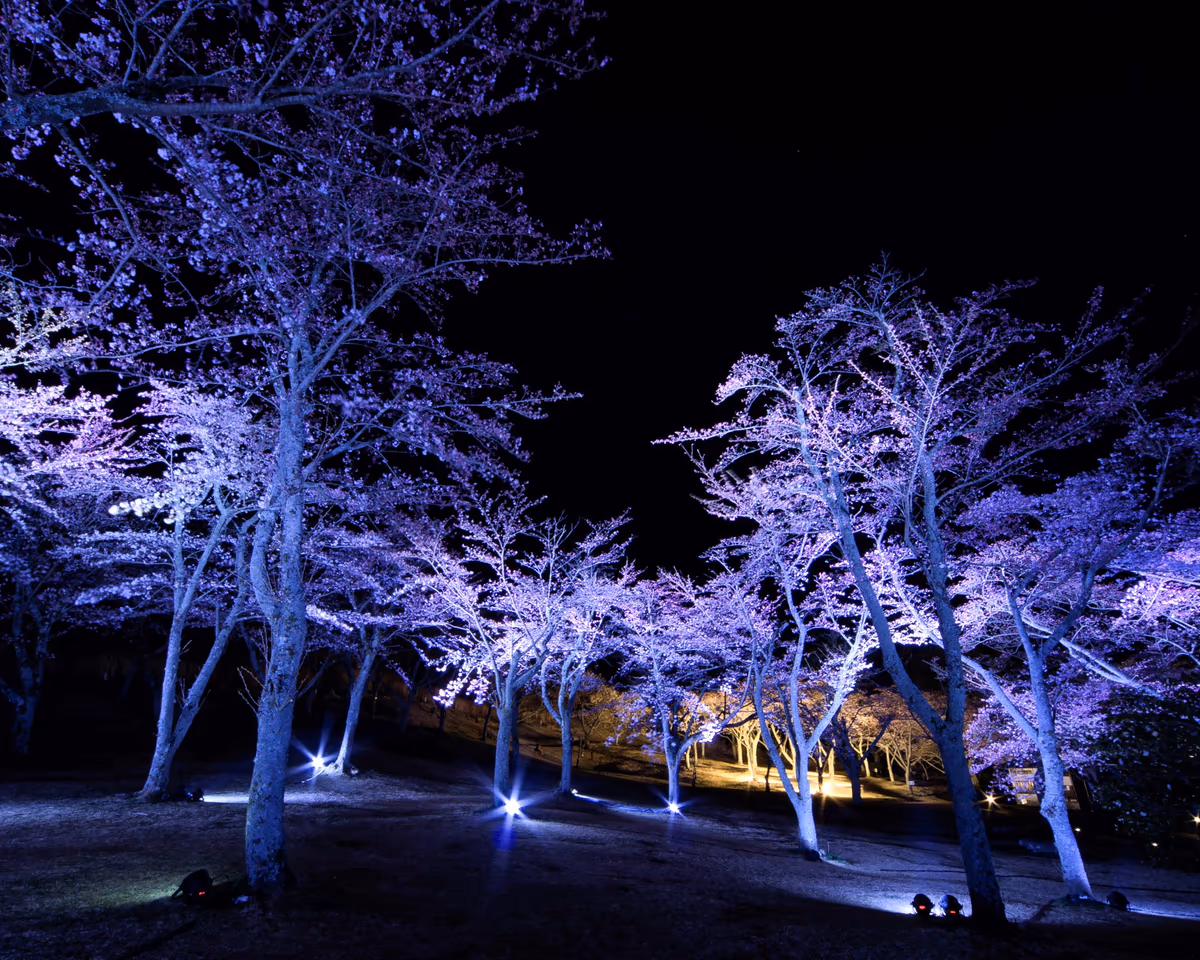 投稿写真：輝く夜桜