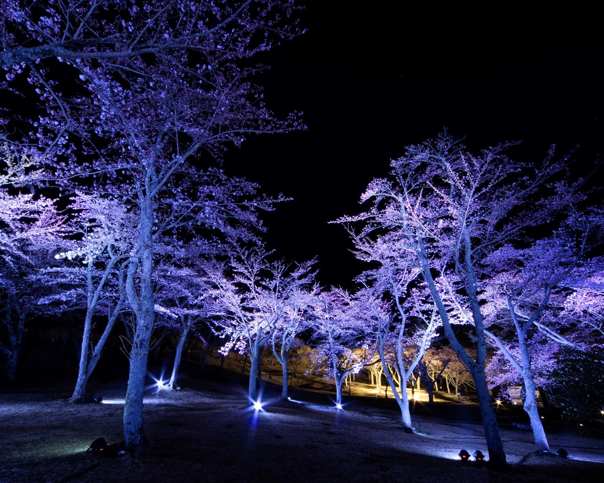 投稿写真：輝く夜桜