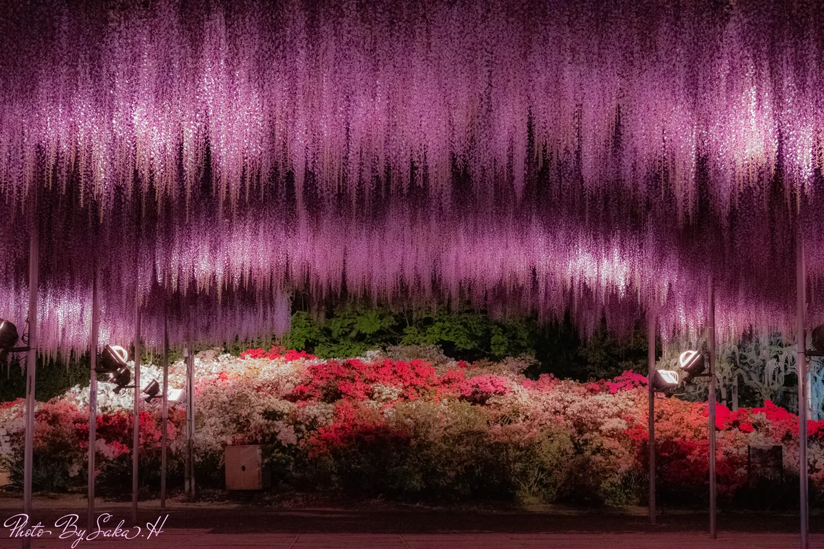 投稿写真：妖艶