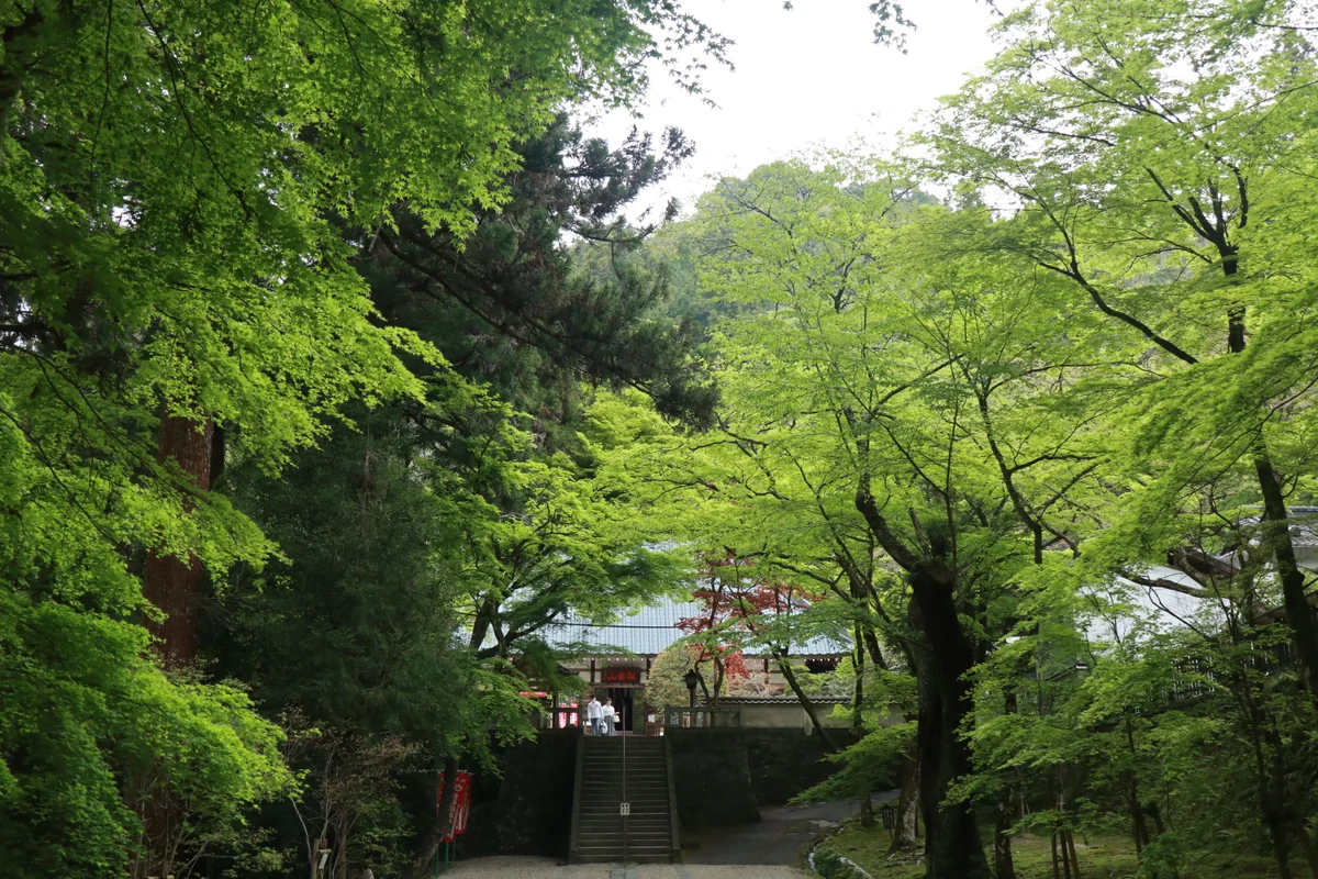 投稿写真：青紅葉