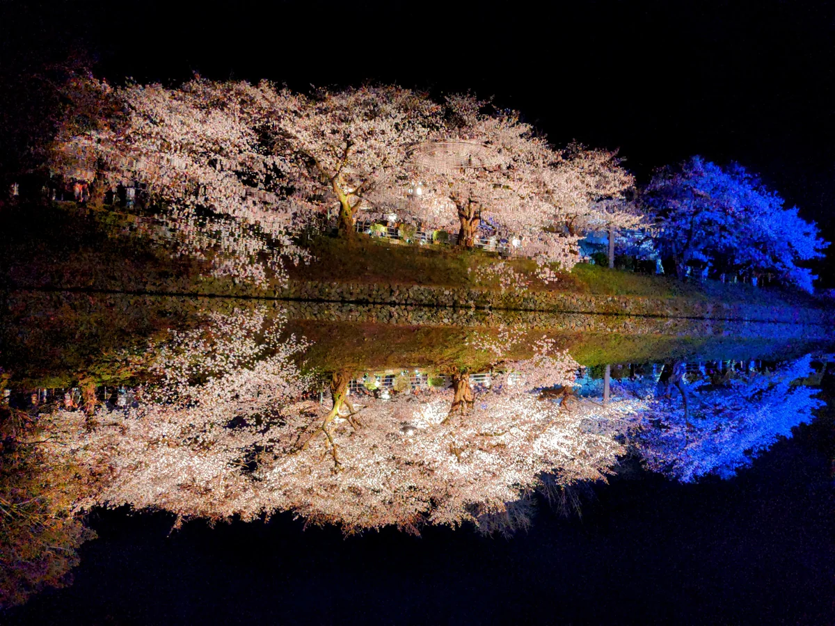 投稿写真：福岡城 夜桜リフレクション