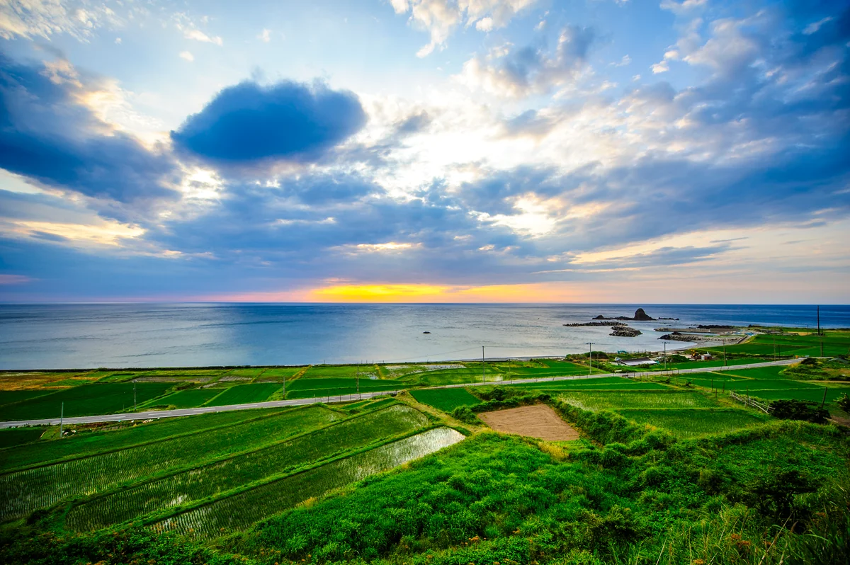 投稿写真：青々とした田んぼ